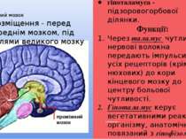 Проміжний мозок Проміжний мозок складається із таламуса - зорових горбів; гіп...