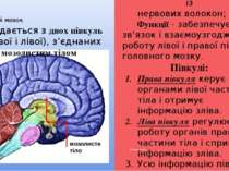 Кінцевий мозок Мозолисте тіло складається із нервових волокон; Функції - забе...