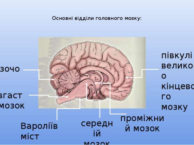 Основні відділи головного мозку: мозочок довгастий мозок Вароліїв міст середн...