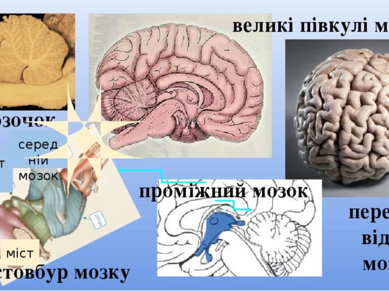 мозочок довгастий мозок міст середній мозок стовбур мозку передній відділ моз...