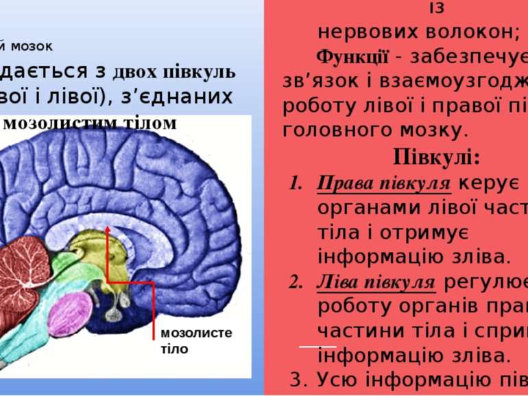 Кінцевий мозок Мозолисте тіло складається із нервових волокон; Функції - забе...