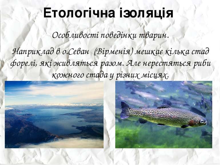 Етологічна ізоляція Особливості поведінки тварин. Наприклад в о.Севан (Вірмен...