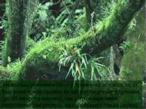 Найбільш різноманітні — у тропічних вологих лісах. Там вони представлені як д...