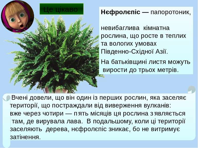 Нєфролєпіс ― папоротоник, невибаглива кімнатна рослина, що росте в теплих та ...