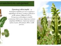 Різноманітність папоротей Гронянка півмісяцева - це багаторічна трав'яна росл...