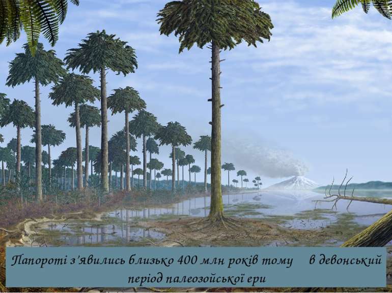 Папороті з’явились близько 400 млн років тому в девонський період палеозойськ...