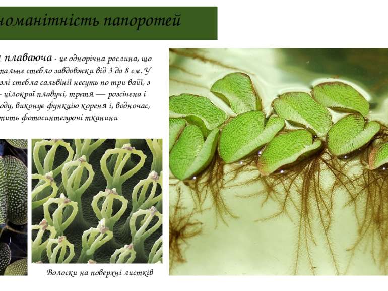 Різноманітність папоротей Сальвінія плаваюча - це однорічна рослина, що має г...