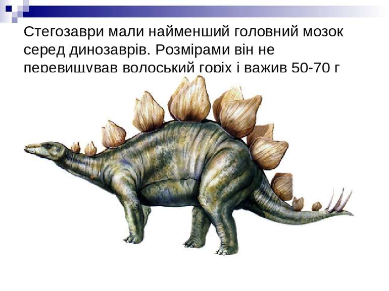 Стегозаври мали найменший головний мозок серед динозаврів. Розмірами він не п...