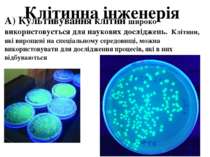 Клітинна інженерія А) Культивування клітин широко використовується для науков...