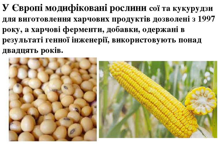 У Європі модифіковані рослини сої та кукурудзи для виготовлення харчових прод...