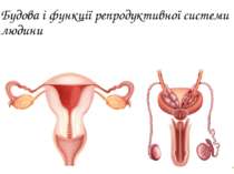 Будова і функції репродуктивної системи людини