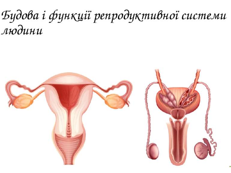 Будова і функції репродуктивної системи людини