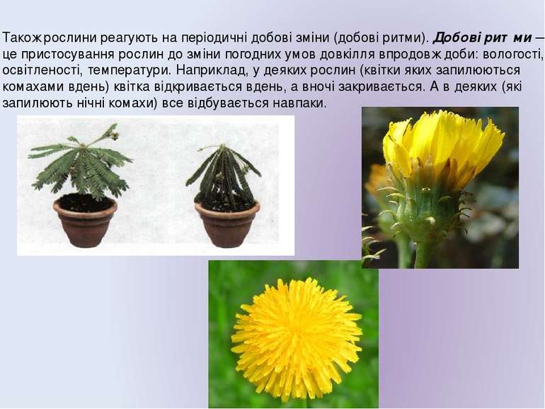 Також рослини реагують на періодичні добові зміни (добові ритми). Добові ритм...