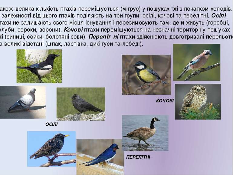 Також, велика кількість птахів переміщується (мігрує) у пошуках їжі з початко...