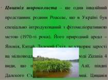 Цицанія широколиста – ще один інвазійний представник родини Poaceae, що в Укр...