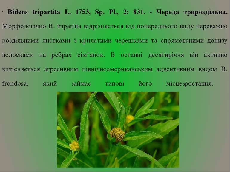 Bidens tripartita L. 1753, Sp. Pl., 2: 831. - Череда трироздільна. Морфологіч...