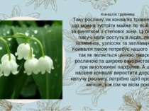 Таку рослину, як конвалія травнева, поки що можна зустріти майже по всій Укра...