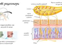 Нюхові рецептори аксон рецепторної клітини війки синапси решітчаста кістка ню...