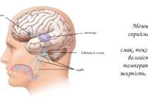 нерви довгастий мозок таламус кора великого мозку Мозок сприймає: смак, текст...