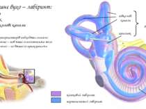 півколові канали присінок органи рівноваги завитка Внутрішнє вухо – лабіринт:...
