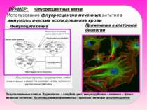 ПРИМЕР: Использование флуоресцентно меченных антител в иммунологических иссле...
