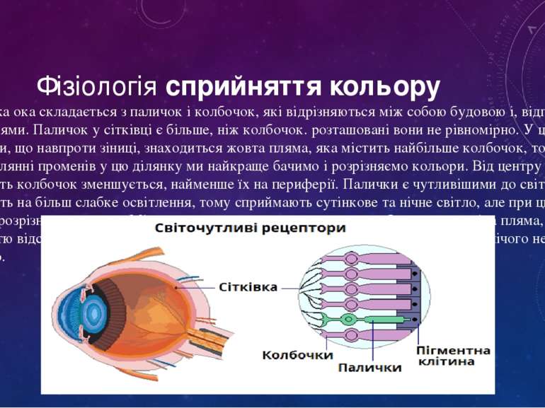 Фізіологія&nbsp;сприйняття кольору Сітківка ока складається з паличок і колбо...