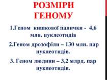 РОЗМІРИ ГЕНОМУ 1.Геном кишкової палички - 4,6 млн. нуклеотидів 2.Геном дрозоф...