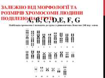 ЗАЛЕЖНО ВІД МОРФОЛОГІЇ ТА РОЗМІРІВ ХРОМОСОМИ ЛЮДИНИ ПОДІЛЕНО НА 7 ГРУП А, В, ...