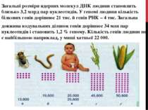 Загальні розміри ядерних молекул ДНК людини становлять близько 3,2 млрд пар н...