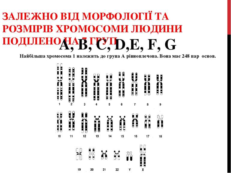 ЗАЛЕЖНО ВІД МОРФОЛОГІЇ ТА РОЗМІРІВ ХРОМОСОМИ ЛЮДИНИ ПОДІЛЕНО НА 7 ГРУП А, В, ...