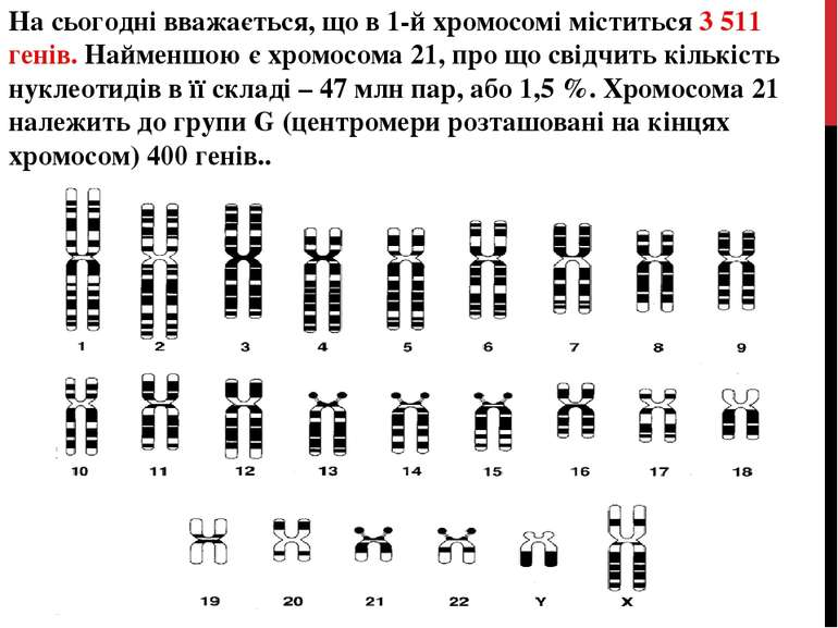 На сьогодні вважається, що в 1-й хромосомі міститься 3 511 генів. Найменшою є...