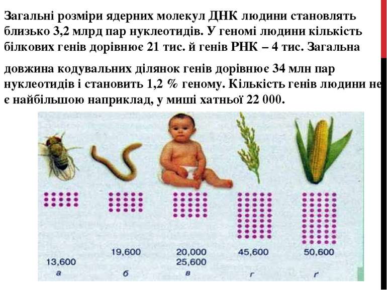 Загальні розміри ядерних молекул ДНК людини становлять близько 3,2 млрд пар н...