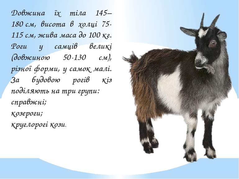 Довжина їх тіла 145–180 см, висота в холці 75-115 см, жива маса до 100 кг. Ро...