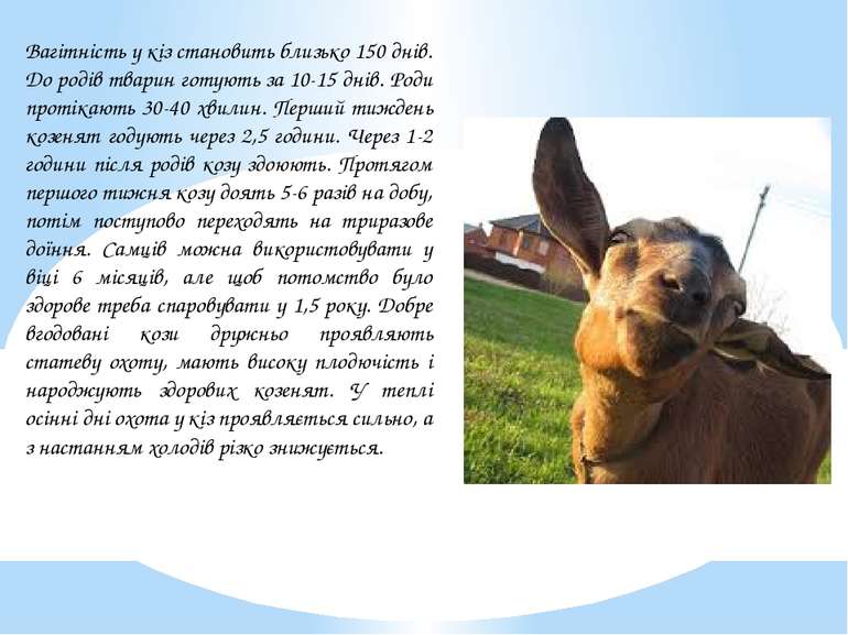 Вагітність у кіз становить близько 150 днів. До родів тварин готують за 10-15...