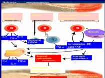 Зменшення хрящової тканини Запальні ушкодження Активація комплементу Синтез ц...