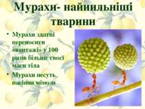 Мурахи- найиильніші тварини Мурахи здатні переносити «вантажі» у 100 разів бі...