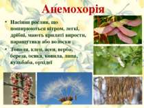 Анемохорія Насіння рослин, що поширюються вітром, легкі, дрібні, мають крилат...