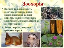 Зоохорія Насіння та плоди мають гачечки, щетинки, шипи, клейкі виділення та і...