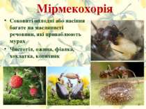 Мірмекохорія Соковиті оплодні або насіння багате на маслянисті речовини, які ...