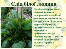 Слід білої людини Північноамериканські індіанці називали подорожник «слід біл...