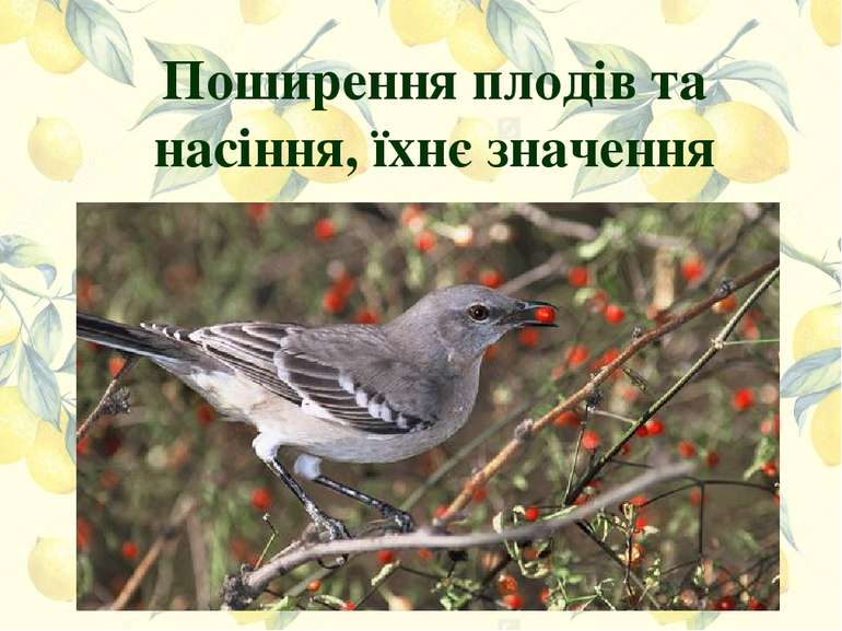 Поширення плодів та насіння, їхнє значення