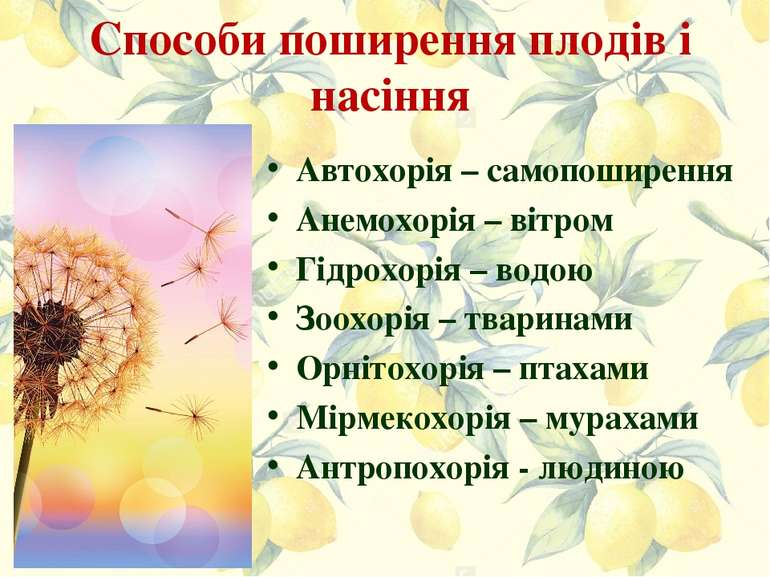 Способи поширення плодів і насіння Автохорія – самопоширення Анемохорія – віт...