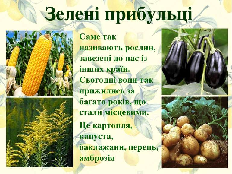 Зелені прибульці Саме так називають рослин, завезені до нас із інших країн. С...