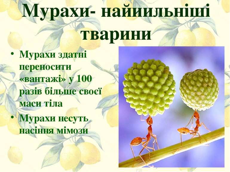 Мурахи- найиильніші тварини Мурахи здатні переносити «вантажі» у 100 разів бі...