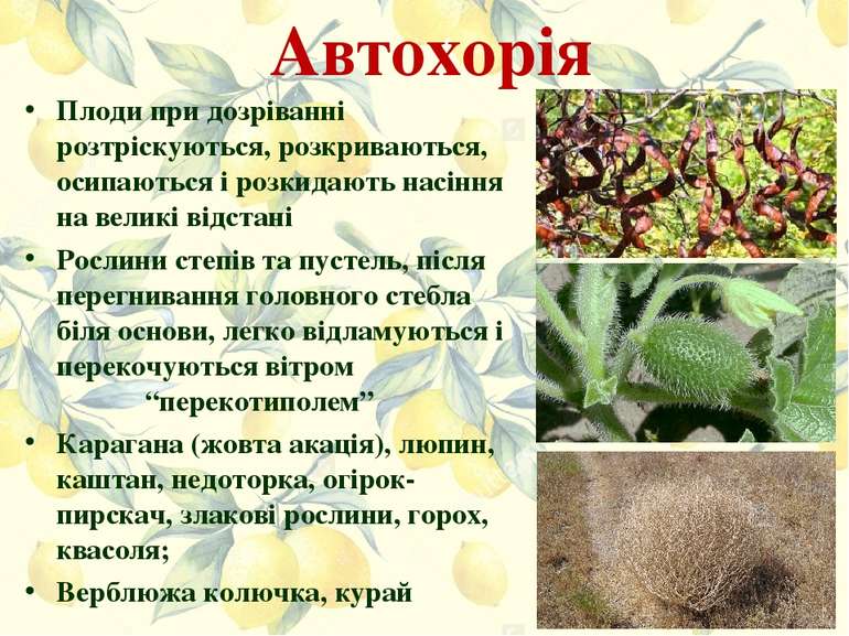 Автохорія Плоди при дозріванні розтріскуються, розкриваються, осипаються і ро...