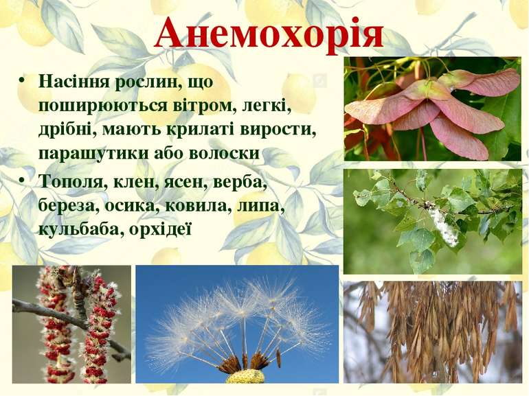 Анемохорія Насіння рослин, що поширюються вітром, легкі, дрібні, мають крилат...