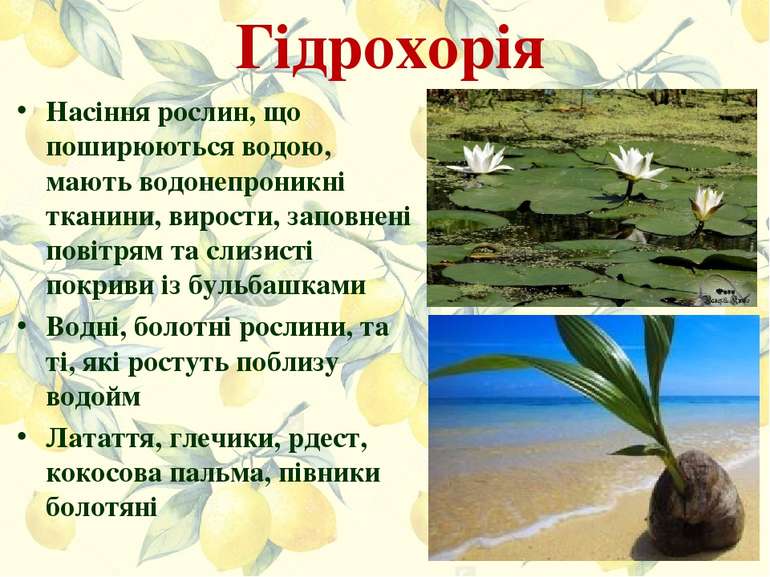 Гідрохорія Насіння рослин, що поширюються водою, мають водонепроникні тканини...