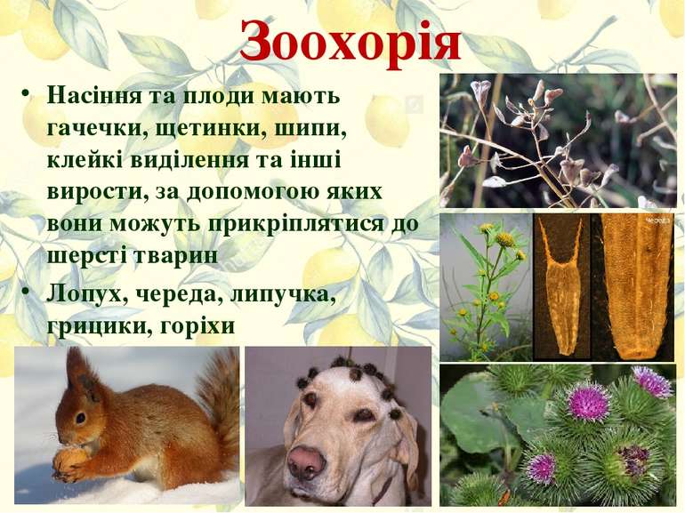 Зоохорія Насіння та плоди мають гачечки, щетинки, шипи, клейкі виділення та і...