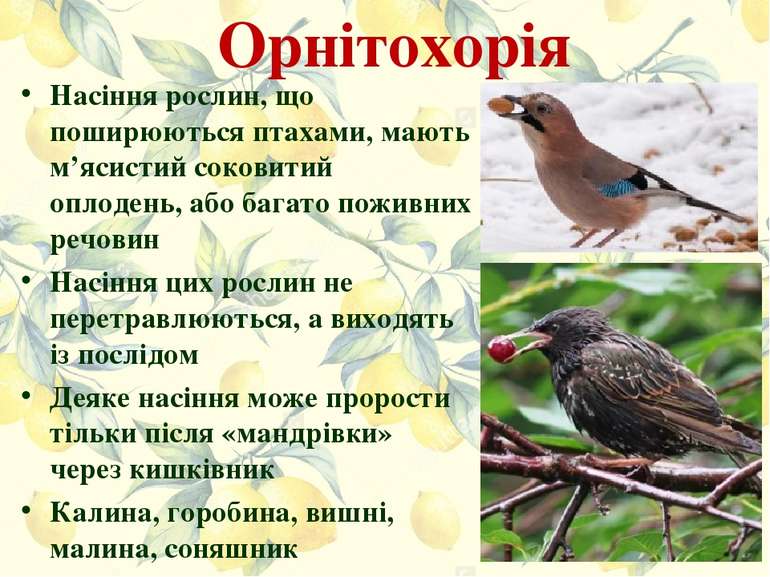 Орнітохорія Насіння рослин, що поширюються птахами, мають м’ясистий соковитий...