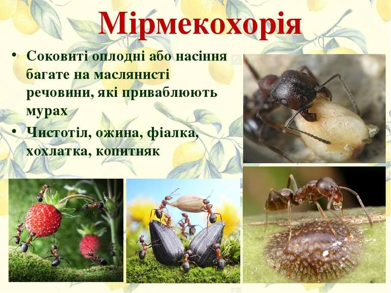 Мірмекохорія Соковиті оплодні або насіння багате на маслянисті речовини, які ...
